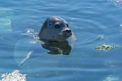 Seal in Aquarium